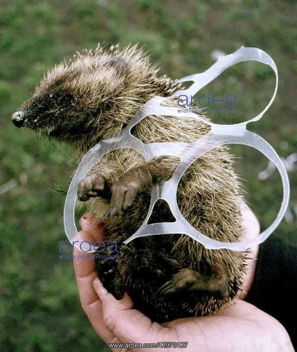 : Hedgehog - tangled up in plastic six-pack holder : Hedgehog - tangled up in plastic six-pack holder