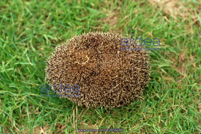 : HEDGEHOG - TIGHTLY ROLLED : HEDGEHOG - TIGHTLY ROLLED