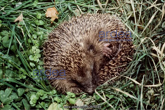 : HEDGEHOG - uncurling on grass : HEDGEHOG - uncurling on grass