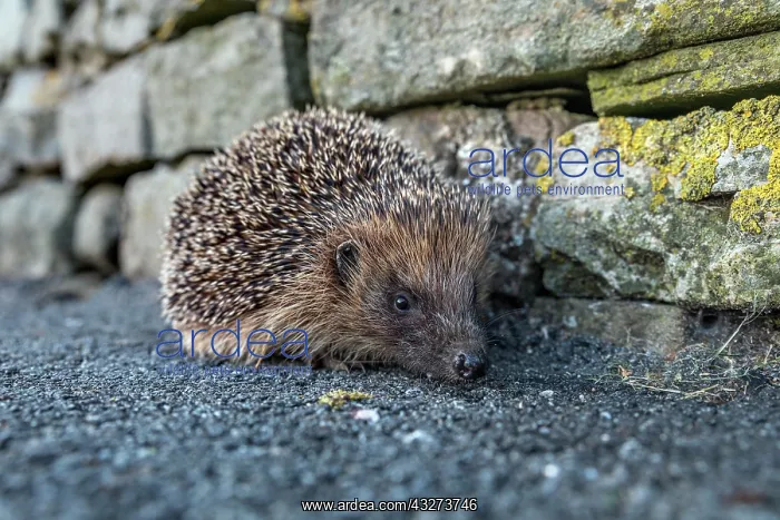 : Hedgehog - Walking Along a Path - UK : Hedgehog - Walking Along a Path - UK