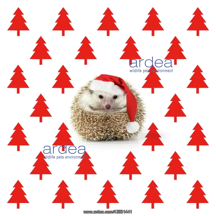 : Hedgehog wearing Christmas hat with Christmas tree : Hedgehog wearing Christmas hat with Christmas tree