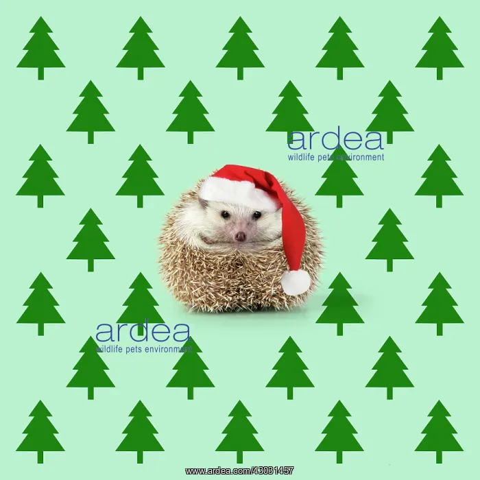 : Hedgehog wearing Christmas hat with Christmas tree : Hedgehog wearing Christmas hat with Christmas tree