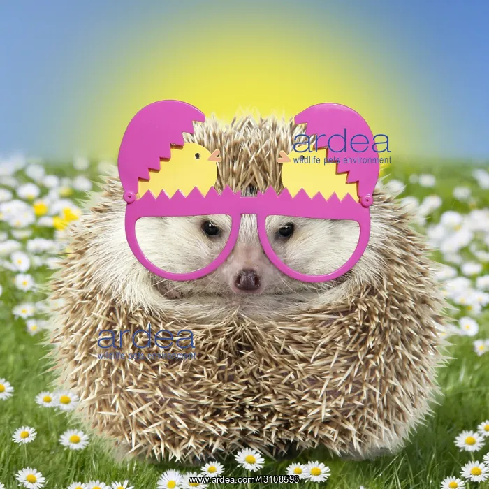 : Hedgehog wearing Easter glasses in spring scene with daisies : Hedgehog wearing Easter glasses in spring scene with daisies