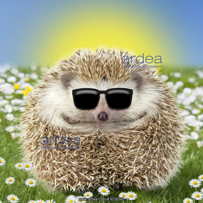  : Hedgehog wearing Easter sunglasses in spring