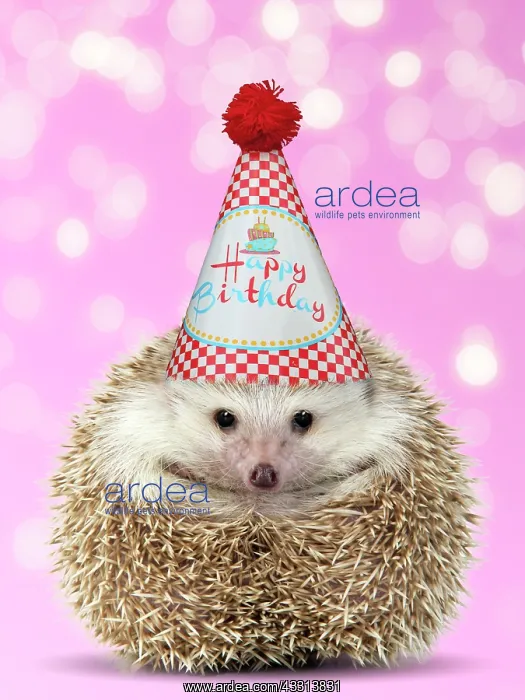  : Hedgehog wearing Happy Birthday hat