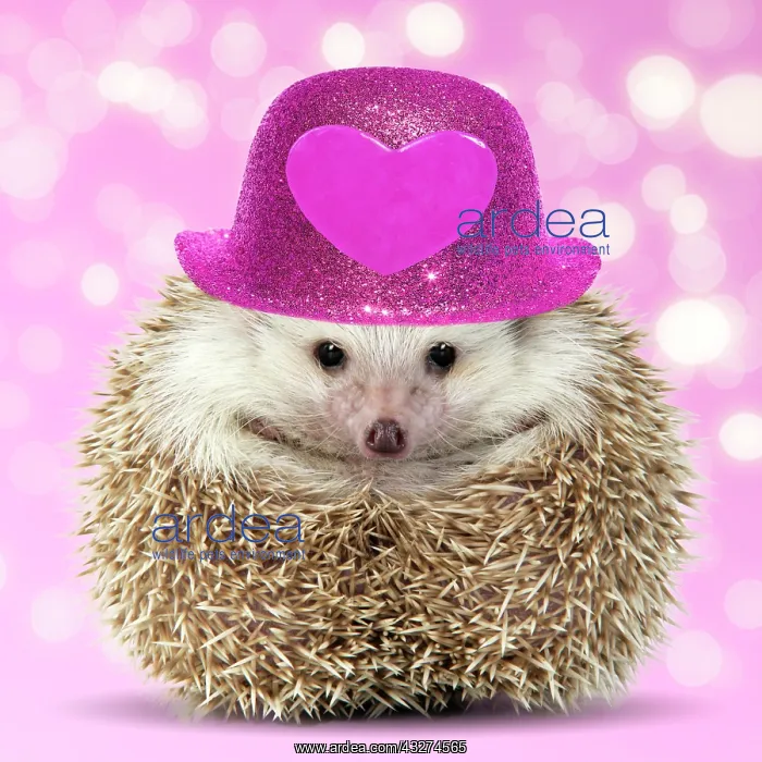 : Hedgehog wearing sunglasses : Hedgehog wearing sunglasses