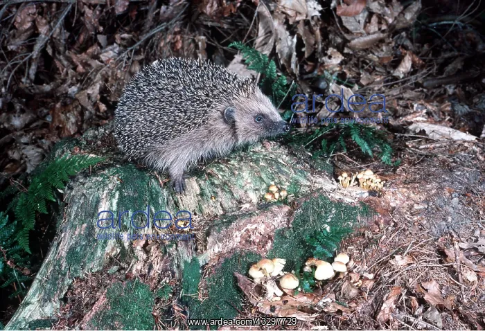  : HEDGEHOG - in woodland