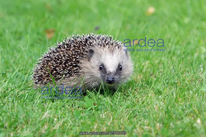 : Hedgehog - young animal on garden lawn : Hedgehog - young animal on garden lawn