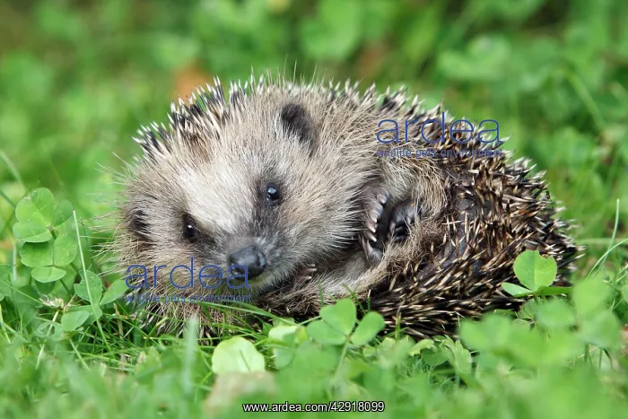 : Hedgehog - young animal uncurling on garden lawn : Hedgehog - young animal uncurling on garden lawn