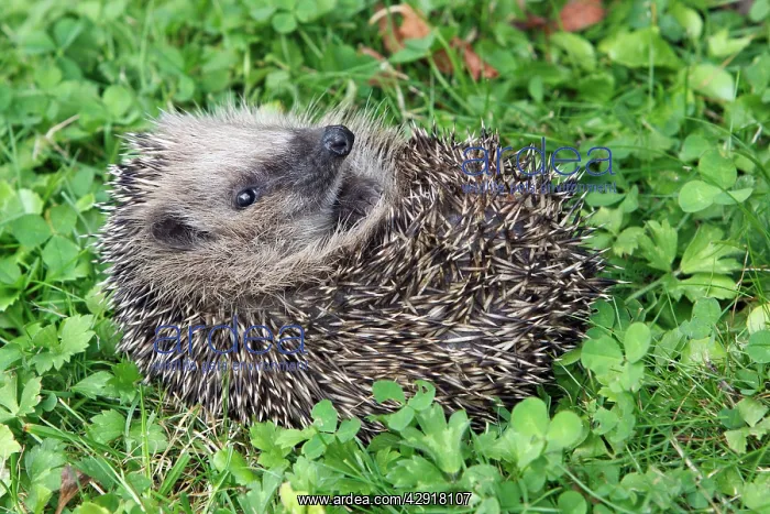 : Hedgehog - young animal uncurling on garden lawn : Hedgehog - young animal uncurling on garden lawn