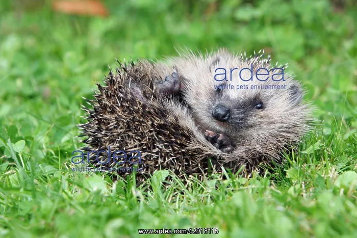 : Hedgehog - young animal uncurling on garden lawn : Hedgehog - young animal uncurling on garden lawn
