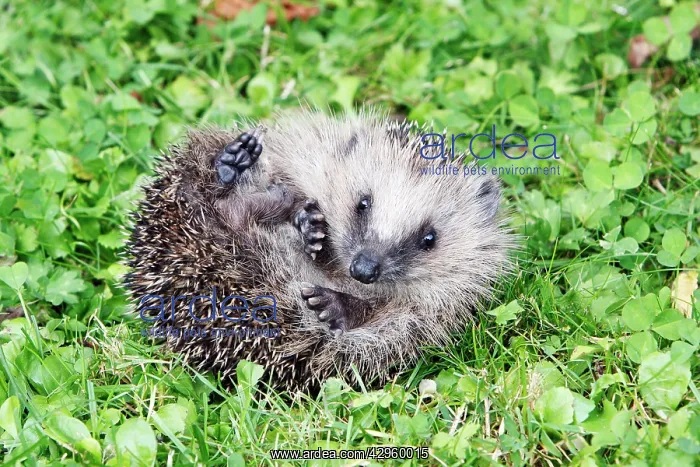 : Hedgehog - young animal uncurling on garden lawn : Hedgehog - young animal uncurling on garden lawn