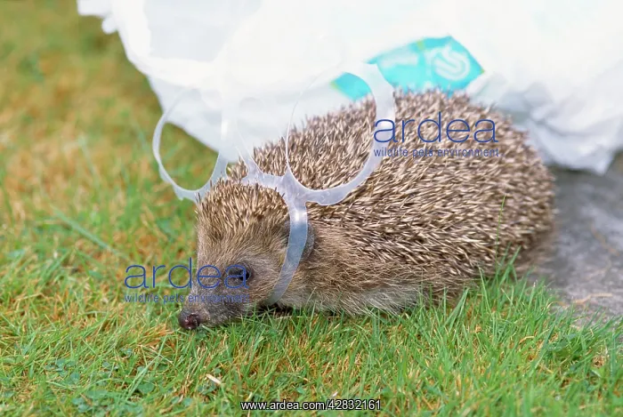 : HEDGEHOGS - caught in plastic loop from beer cans : HEDGEHOGS - caught in plastic loop from beer cans