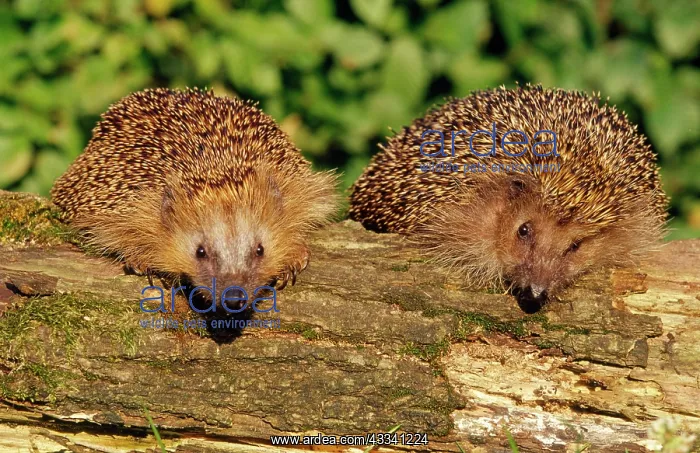 : HEDGEHOGS - two look over log : HEDGEHOGS - two look over log
