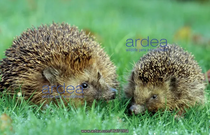 : Hedgehogs - Mother and young in grass : Hedgehogs - Mother and young in grass
