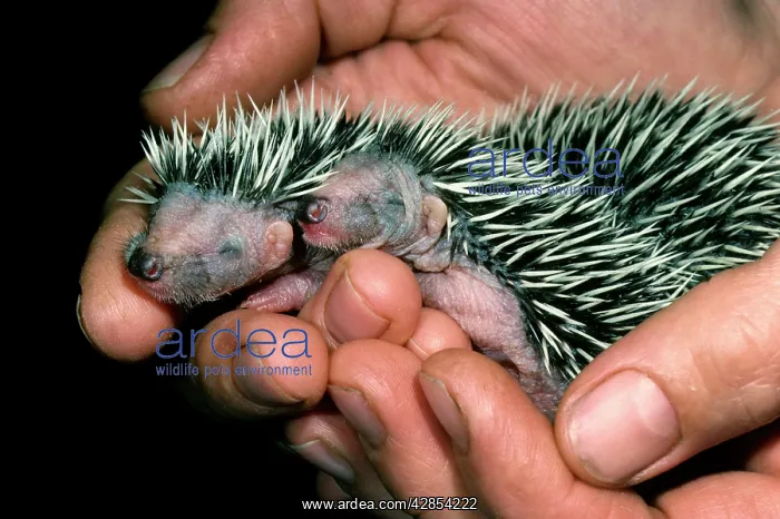 : Hedgehogs - newborn, in person's hand : Hedgehogs - newborn, in person's hand