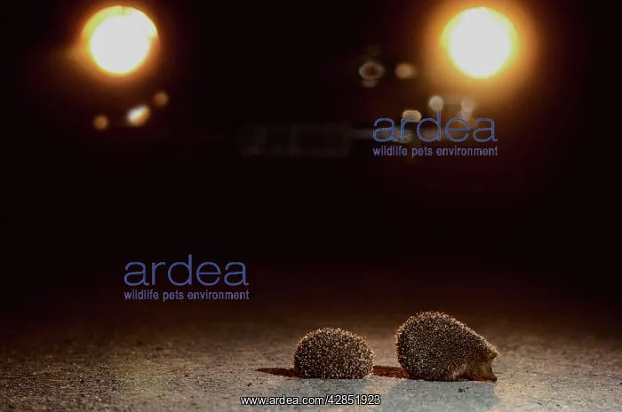 : HEDGEHOGS - at night, crossing road, lit by car headlights : HEDGEHOGS - at night, crossing road, lit by car headlights