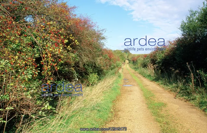 : Hedgerow - Breckland Lane : Hedgerow - Breckland Lane
