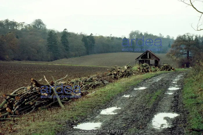 : Hedgerow - destroyed : Hedgerow - destroyed