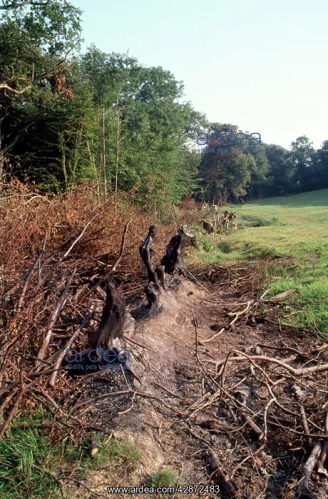  : Hedgerow destruction