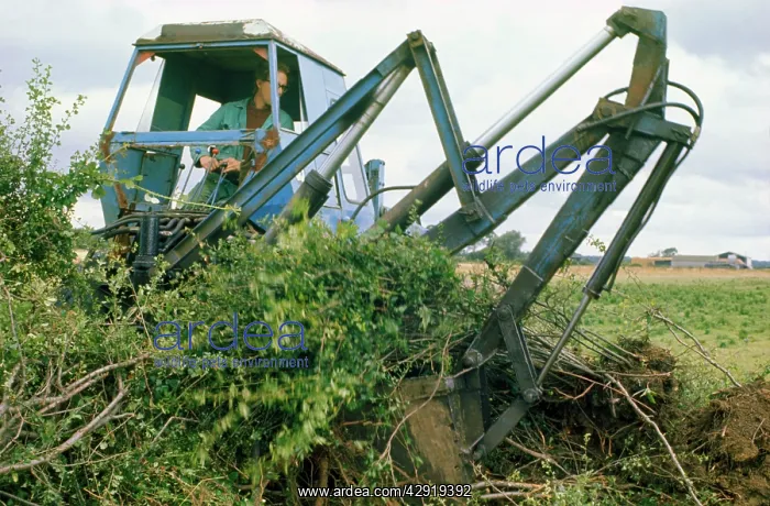  : Hedgerow destruction - tractor digging