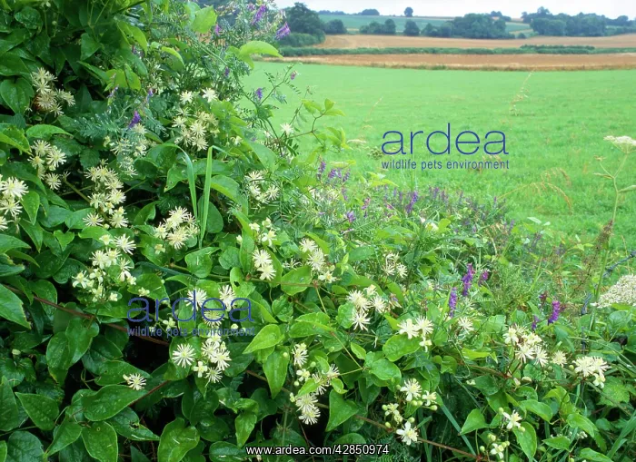 : Hedgerow / Field border - flowers, Old Man's Beard : Hedgerow / Field border - flowers, Old Man's Beard