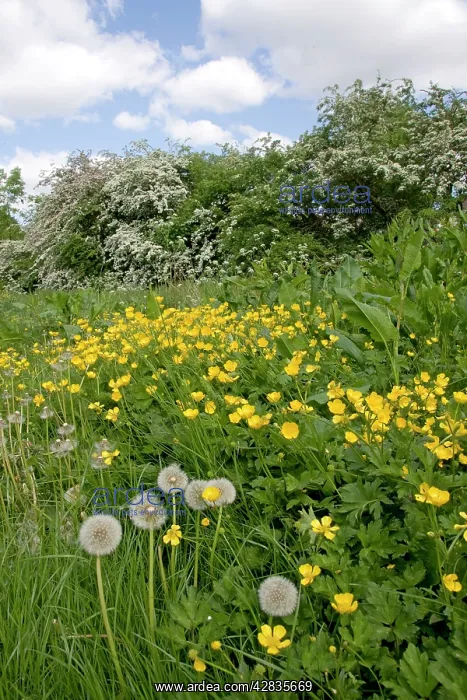 : Hedgerow flowers - Buttercups & Dandelions : Hedgerow flowers - Buttercups & Dandelions