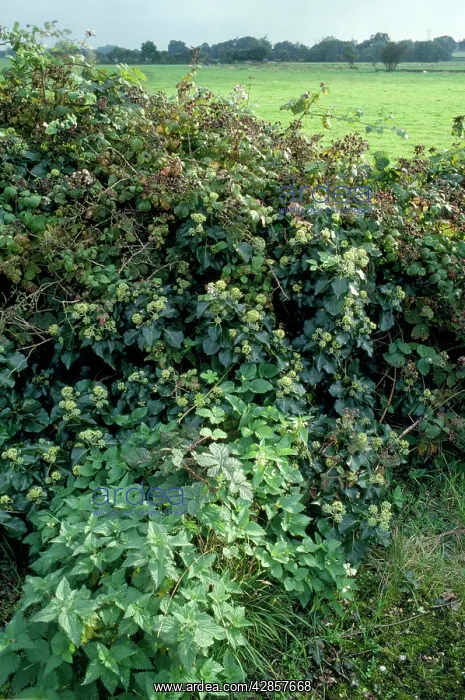  : Hedgerow - with Ivy, Bramble, Nettle