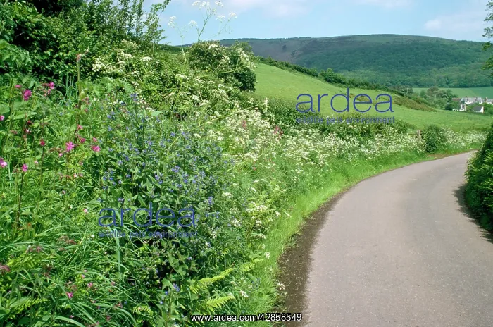 : Hedgerow - roadside bank, with Alkaline Cow Parsley : Hedgerow - roadside bank, with Alkaline Cow Parsley