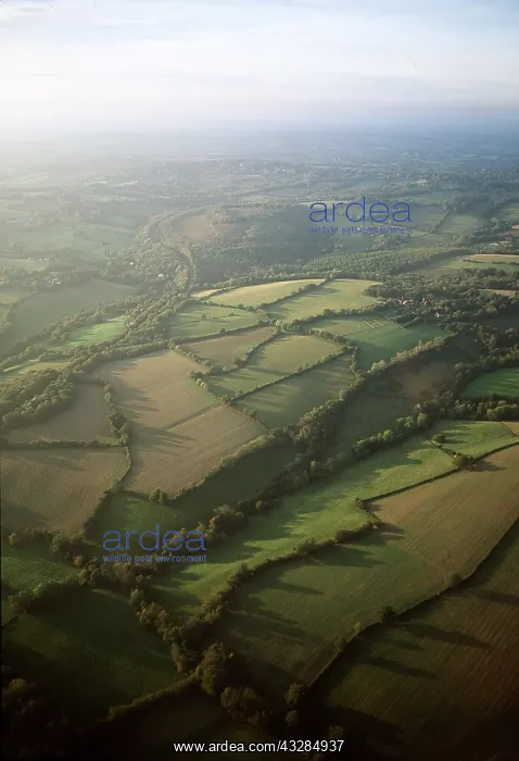 : HEDGEROWS - Field pattern, Aerial view : HEDGEROWS - Field pattern, Aerial view