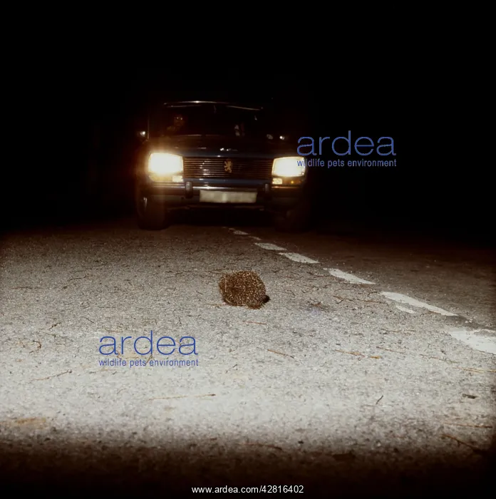 : HEDGHEHOG - crossing road at night : HEDGHEHOG - crossing road at night