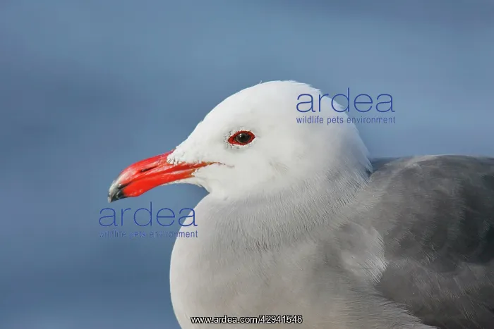  : Heermann's Gull