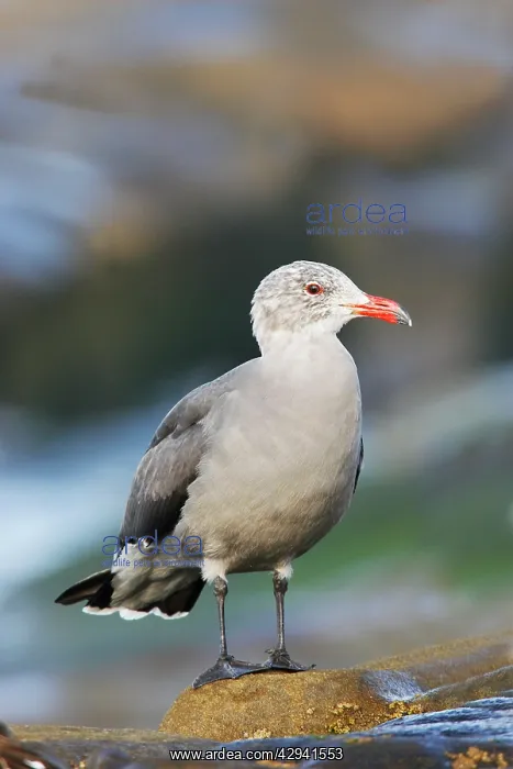  : Heermann's Gull
