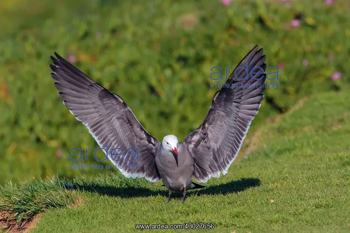: Heermann's Gull : Heermann's Gull