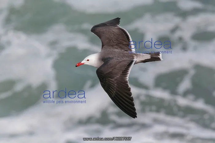  : Heermann's Gull