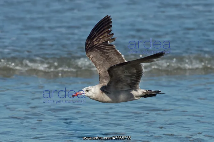 : Heermann's Gull : Heermann's Gull