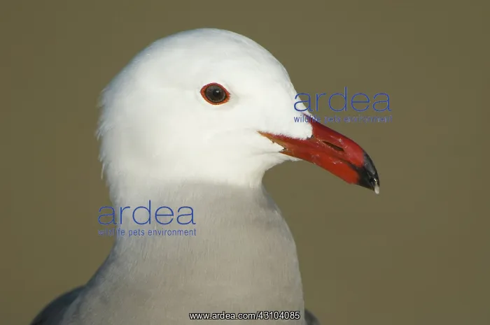 : Heermann's Gull : Heermann's Gull