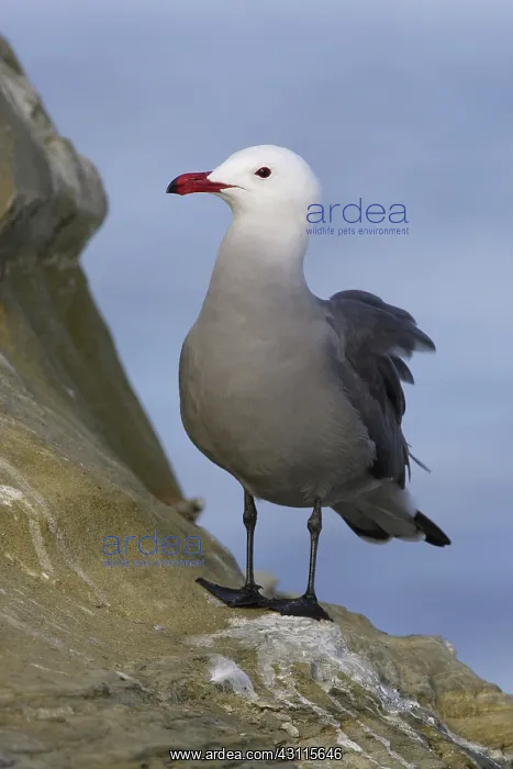 : Heermann's Gull : Heermann's Gull