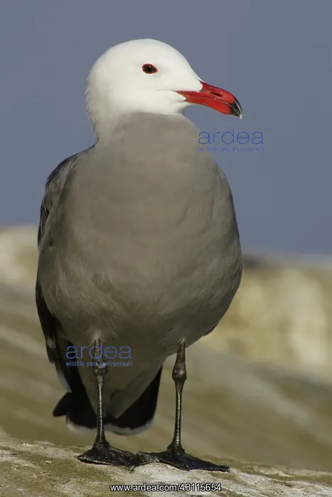 : Heermann's Gull : Heermann's Gull
