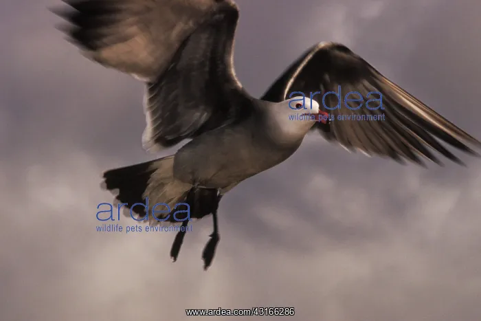 : Heermann's Gull : Heermann's Gull