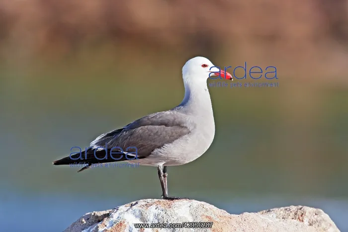: Heermann's Gull, adult : Heermann's Gull, adult