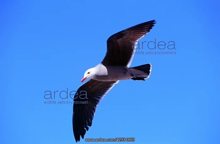 : Heermanns Gull - adult in flight : Heermanns Gull - adult in flight