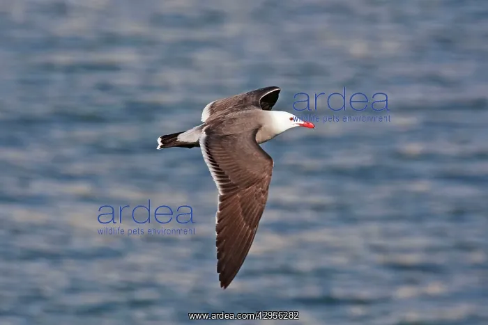 : Heermann's Gull, adult in flight : Heermann's Gull, adult in flight