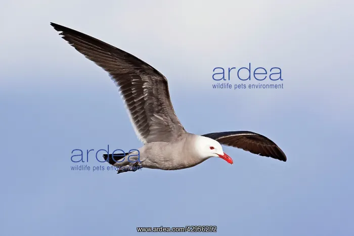 : Heermann's Gull, adult in flight : Heermann's Gull, adult in flight