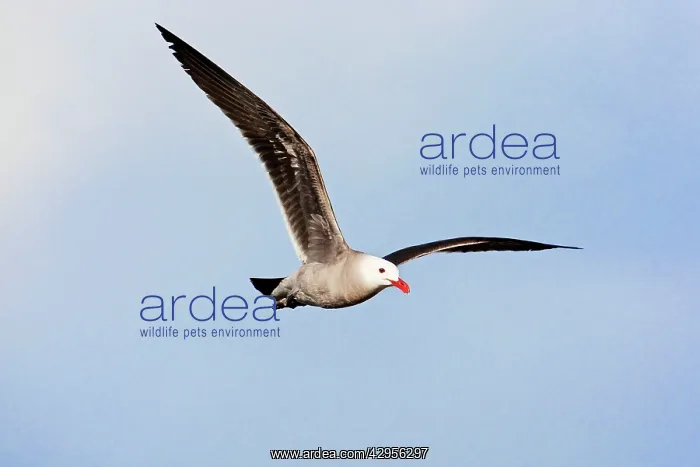 : Heermann's Gull - adult in flight : Heermann's Gull - adult in flight