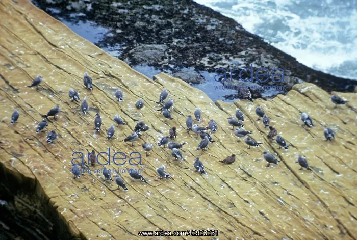 : Heermann's Gull - Adult and juvenile gulls on shore : Heermann's Gull - Adult and juvenile gulls on shore