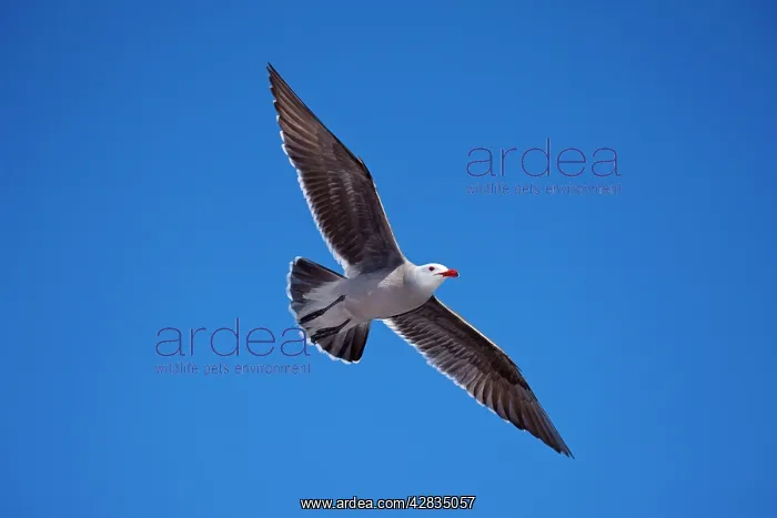 : Heermann's Gull - Adult - Soaring : Heermann's Gull - Adult - Soaring