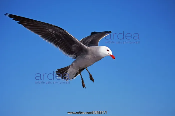 : Heermann's Gull - adult - Taking off : Heermann's Gull - adult - Taking off