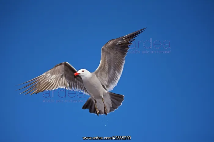  : Heermann's Gull - adult - Taking off