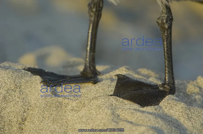 : Heermann's Gull Feet : Heermann's Gull Feet